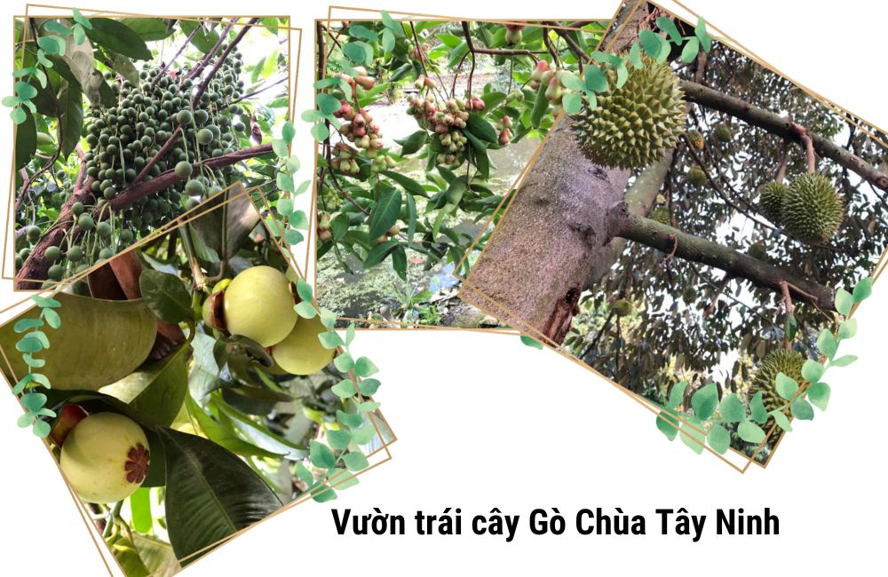 vườn trái cây Gò Chùa Tây Ninh