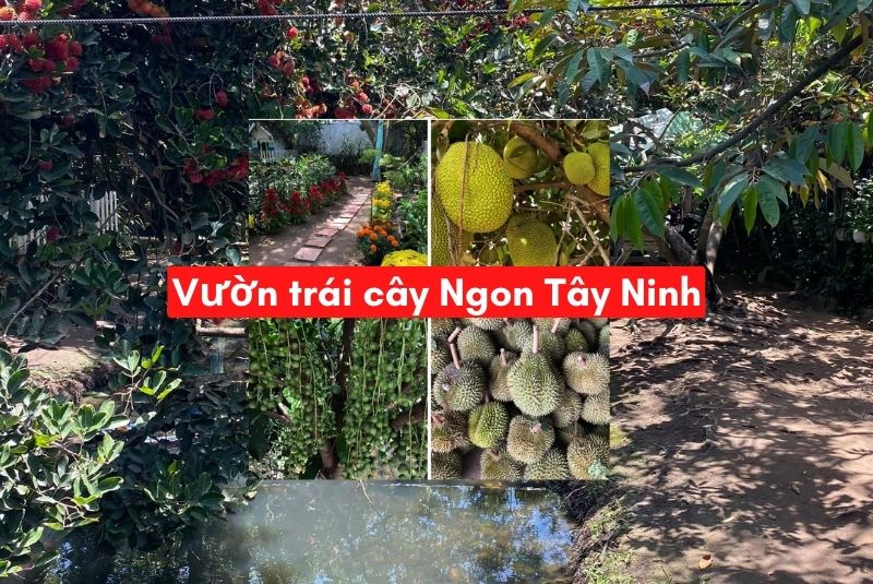 top 10 vườn trái cây Tây Ninh